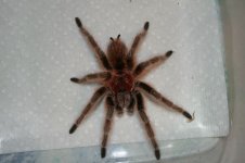 tarantulaa1.jpg