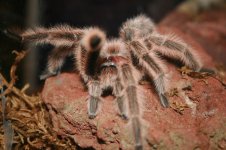 tarantula2.jpg