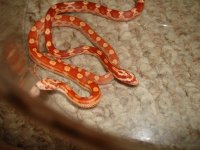 DSC03269 (Medium).JPG