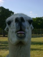 llama.jpg