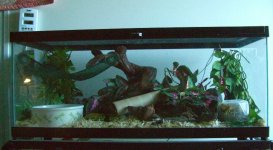 Jasmine's Viv 003cr.jpg