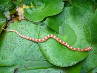 Candy Cane 08_28_2010 014cr.jpg