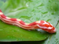 Candy Cane 08_28_2010 012cr.jpg