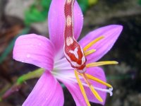 Candy Cane 08_28_2010 019cr.jpg