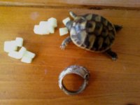 Tortoise3.jpg Tortoise3.jpg