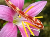 Candy Cane 08_28_2010 016cr.jpg