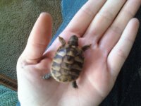 Tortoise.jpg Tortoise.jpg
