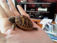 Tortoise2.jpg Tortoise2.jpg