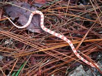 Candy Cane 08_28_2010 020cr.jpg