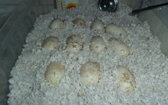 incubator1.JPG