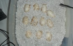 incubator2.JPG