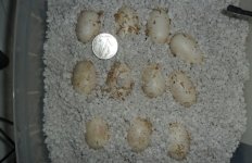 incubator3.JPG
