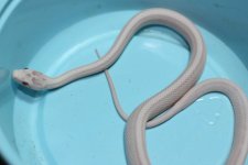 IMG_4216 Caramel Snow Stripe .JPG
