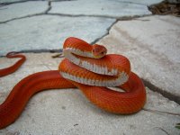 Ruby 05_2009 010.jpg