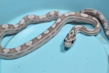 IMG_4218 Ultramel Caramel Anery Motley .JPG