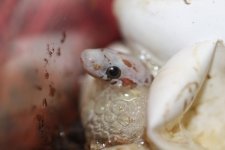 IMG_3890 Amber Bloodred Hatchlings (2) .JPG