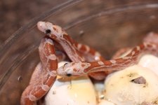 IMG_3890 Amber Bloodred Hatchlings (4) .JPG