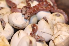 IMG_3890 Amber Bloodred Hatchlings (6) .JPG