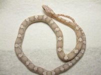 updatehatchlings 031.jpg