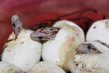 IMG_3890 Amber Bloodred Hatchlings (3) .JPG
