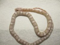 updatehatchlings 032.jpg
