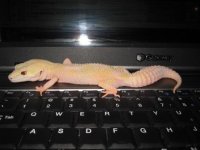Daisy Asleep 2.jpg