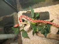 Ziggy 051.jpg