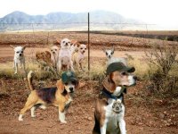 Border Patrol.jpg