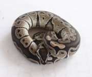 Axanthic 3.JPG