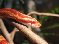 Ziggy (26a).jpg