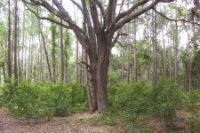 Gator Creek (1a).JPG
