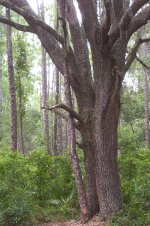 Gator Creek (2a).JPG