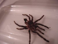 spier molt 02.jpg