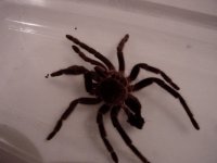 spier molt 03.jpg
