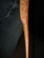 fluffy-tail-1.jpg