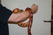 IMG_9800.jpg