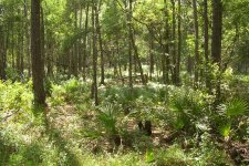 Gator Creek (30)a.JPG