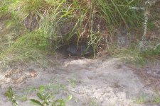 Gator Creek (14a).JPG