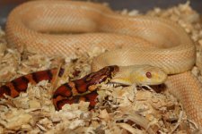 2009_03_30 Matings0018.JPG