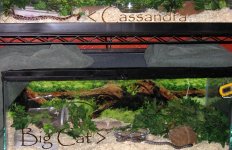 cassandra_bigcat_2levels_012011.jpg