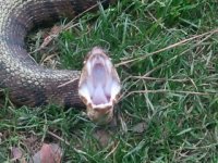 cottonmouth11.JPG