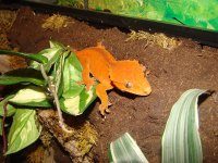 terrarium_1.jpg