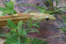 Lagniappe profile crop.JPG