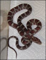 20110118_17maia.jpg