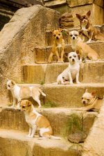 2008_beverly_hills_chihuahua_015 (Medium).jpg