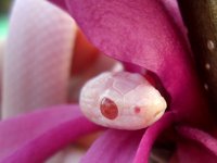 Dingo March 2010 028cr.jpg