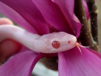 Dingo March 2010 025cr.jpg