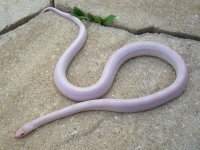 Dingo March 2010 040cr.jpg