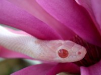 Dingo March 2010 022cr.jpg