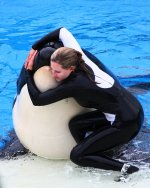 KillerWhale_1443834763_341c13012a.jpg 401×500 pixels.jpg